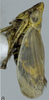 Habitus, lateral view: !! display not done !! on Jassargus (Jassargus) distinguendus (Flor, 1861): Habitus, lateral view. (Observation).