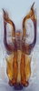 Aedeagus, ventral view: (Observation).