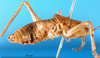 CollectionObject 1502149; 86f71904-2300-40d8-9a46-0ae9ce868b3f: male, lateral view (syntype of Anthracites kilimandjaricus). (CollectionObject).