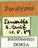 CollectionObject 1530746; 451c0c65-38ce-4605-9f7c-c1b80c20620b: labels (syntype). (CollectionObject).