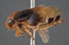 Habitus, lateral view on Clastoptera brachialis Stål, 1862: (Observation).