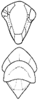 head, pro-, and mesothorax (E. integrata Dwor.) Depicts Head, an Observation.;head, pro-, and mesothorax (E. integrata Dwor.) Depicts Head, an Observation.