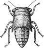Nymph: !! display not done !! on Agalliopsis (Agalliopsis) novella (Say, 1831): (Observation).