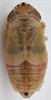 Habitus, dorsal view: !! display not done !! on Doratura stylata (Boheman, 1847): from Spain, Palencia; male. (Observation).