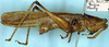 CollectionObject 1531370; NMW 4876, 7528f25f-e97e-4687-9714-84ace6f15c15: male, lateral view (holotype). (CollectionObject).