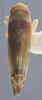 Habitus, dorsal view: !! display not done !! on Empoa (Empoa) vestita (McAtee, 1926): Dorsal. (Observation).