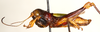 CollectionObject 1544444; fe038121-079b-4a40-8b71-b651e565c8c4: male, lateral view (paratype). (CollectionObject).
