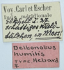 CollectionObject 1506052; c9343a30-7d1f-4c02-b7a1-36b3ed1bf615: labels (holotype of Deltonotus humilis). (CollectionObject).