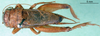 CollectionObject 1502225; 76dad2bf-6ae6-433a-a675-afd76efdc0ca: male, dorsal view. (CollectionObject).