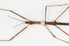CollectionObject 1557775; 6187484c-f221-4886-b8cf-5572bedf841e: copyright MHNG, Geneva. female head & thorax, ventral view (holotype). (CollectionObject).