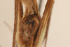 CollectionObject 1499870; 2471facb-af8e-4d18-b78d-d926630317a6: Male. Holotype. (CollectionObject).