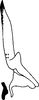 Stylus on Elginus saltus (Naudé, 1926): Stylus. (Observation).