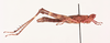 CollectionObject 2051854; 57931dd7-bef8-4d72-82bf-556522127176, NHMUK015982326: female, lateral view (paratype). (CollectionObject).
