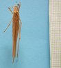 CollectionObject 1542718; 7e860499-ece2-410e-bb6e-db4430896ded: male dorsal view (holotype). (CollectionObject).