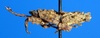 CollectionObject 1506105; 412e75db-59ab-4421-982b-eac528b7c028: male, lateral view (syntype). (CollectionObject).