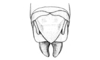 Hazelacris nigrovittatus Ronderos, 1981: Fig. 21. female abdomen tip, dorsal view. (Otu).