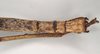 CollectionObject 1557415; 763340e1-94e5-46cf-925e-ed807ebb70d3, NHMUK(SF IMPORT DUPLICATE) 844927: copyright Natural History Museum, London. female: end of abdomen, dorsal view (holotype). (CollectionObject).