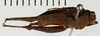 CollectionObject 1529906; 484c73fa-56bc-4530-8d08-6e43bd03bd61: female, dorsal view (holotype). (CollectionObject).