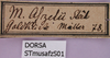 CollectionObject 1530770; bd5b55a8-7755-4c9d-8c96-a5de75d32cb2: SMNS, Stuttgart, STmusafzS01. female from Ghana, label. (CollectionObject).