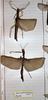 CollectionObject 1562060; 17fb1f76-9f68-40ad-a8ff-65f745f7a612: Copyright MHNG, Geneva. female (syntypes). (CollectionObject).