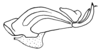 Aleuas vitticollis Stål, 1878: FIg. 34C. endophallus, lateral view. (Otu).