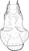 Aedeagus, ventral view: !! display not done !! on Ophiolix paludosus (Boheman, 1845): Aedeagus, ventral view. (Observation).