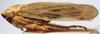Habitus, lateral view on Ederranus Ribaut, 1942: Ederranus discolor, lateral habitus (MNHN). (Observation).