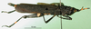 CollectionObject 1501051; a30336fb-0e1f-42dd-8c50-5783df2ffdd6, MfN 1989: female, lateral view (holotype of Petasia satanas). (CollectionObject).