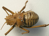 Acanthoplus discoidalis (Walker, 1869): male, dorsal view (holotype of Acanthoplus desertorum). (Otu).