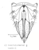 Ovipositor on [Delphax] conspicua Horváth, 1904: (Observation).