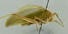 CollectionObject 1532255; c09be688-8ff6-4875-b7be-e5c37fd803ae: (CollectionObject).