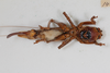 CollectionObject 1505641; e4635de1-ef4d-46e5-a514-e3b08435591c: female, ventral view (syntype). (CollectionObject).