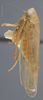 Habitus, lateral view: !! display not done !! on Chlorotettix tunicatus Ball, 1900: Lateral. Female. (Observation).