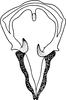 Aedeagus, ventral view on Chelidinus cinerascens Emeljanov, 1962: Aedeagus, ventral view. (Observation).