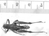 CollectionObject 1523998; 7dfa2625-eee0-4c0f-9429-e21a8ebe819f: male, dorsal view (holotype). (CollectionObject).