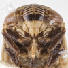 Head on Clastoptera undulata Uhler, 1864: (Observation).
