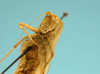 CollectionObject 1542803; cb448c6c-a34a-4e49-b9e2-600fc6027374: male, face fronto-lateral view (holotype). (CollectionObject).