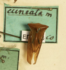 Other: !! display not done !! on Hyphinoe cuneata (Germar, 1835): (Observation).