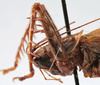 CollectionObject 1539820; aa34da54-68ae-4942-9610-98d529246d70: female pronotum, lateral view (holotype). (CollectionObject).