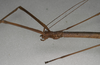 CollectionObject 1557828; 91c5cc64-746b-48a9-84f5-ac2c31d11e3d: copyright NMW, Vienna. female: head and part thorax, lateral view of synonym Carausius ribbei (syntype). (CollectionObject).