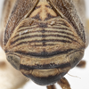 Head: !! display not done !! on Clastoptera brunnea Ball, 1919: (Observation).