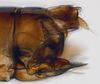 Pygofer, lateral view on Arawa Knight, 1975 n. sp. 30-83: (Observation).