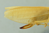 CollectionObject 1531748; 20697b80-5758-403a-aa06-353650e85941: ovipositor (holotype). (CollectionObject).