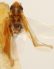 Habitus, dorsal view on Erythridula electa (McAtee, 1920): Habitus (holotype, USNM collection). (Observation).