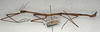 CollectionObject 1559483; NMW 499', c0edbdf2-a5c0-44e4-9eb8-12c486aedf48: copyright NMW, Vienna. male, lateral view of synonym Lonchodes infrequens (paralectotype). (CollectionObject).