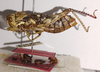 CollectionObject 2765235; 2ad55ffa-eaa3-4604-afea-1adc5a4c0af1: lateral view (paralectotype). (CollectionObject).