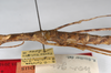 CollectionObject 1559949; 6ac61a32-37e8-4b63-a1b7-2d66317c399c: copyright MNHU, Berlin. female: mid body, lateral view (holotype). (CollectionObject).