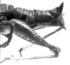 CollectionObject 1533443; e39981c4-e1cd-463d-89dd-f7d6de6774fc: Image Carbonell, C.S. female abdomen end, lateral view (holotype). (CollectionObject).
