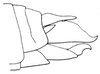 Atractomorpha acutipennis acutipennis (Guérin-Méneville, 1844): Fig. 29.12. female abdomen tip, lateral view. (Otu).