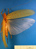 CollectionObject 1502646; c51a1c0a-d2e9-42ad-94d2-7dd72ab88253: female, dorsal view. (CollectionObject).